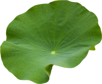 Lá sen, lá xanh 5
