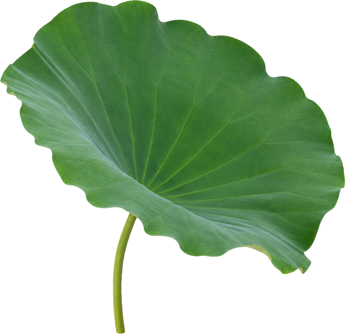 Lá sen, lá xanh 7