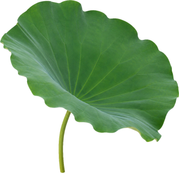 Lá sen, lá xanh 7