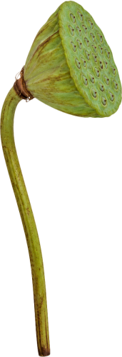 Đài sen, hạt sen 6