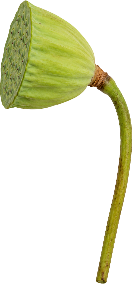 Đài sen, hạt sen 8