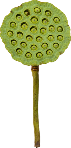 Đài sen, hạt sen