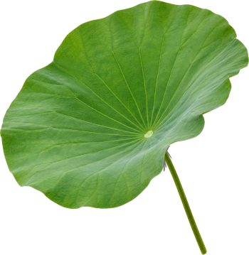 Lá sen, lá xanh 3