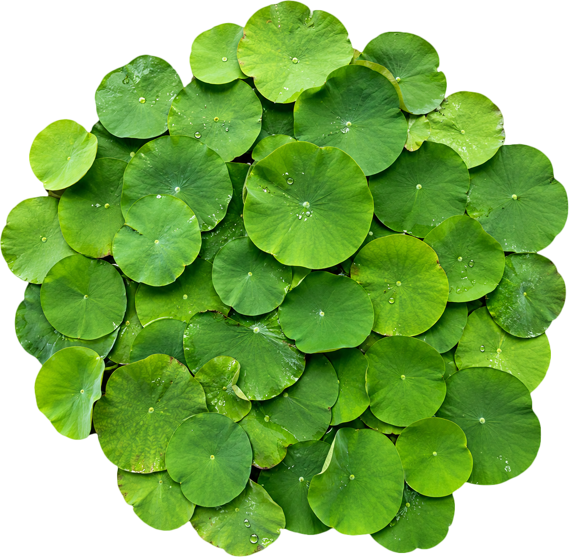 Lá sen, lá tròn 8