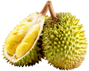 Sầu riêng, trái cây 2