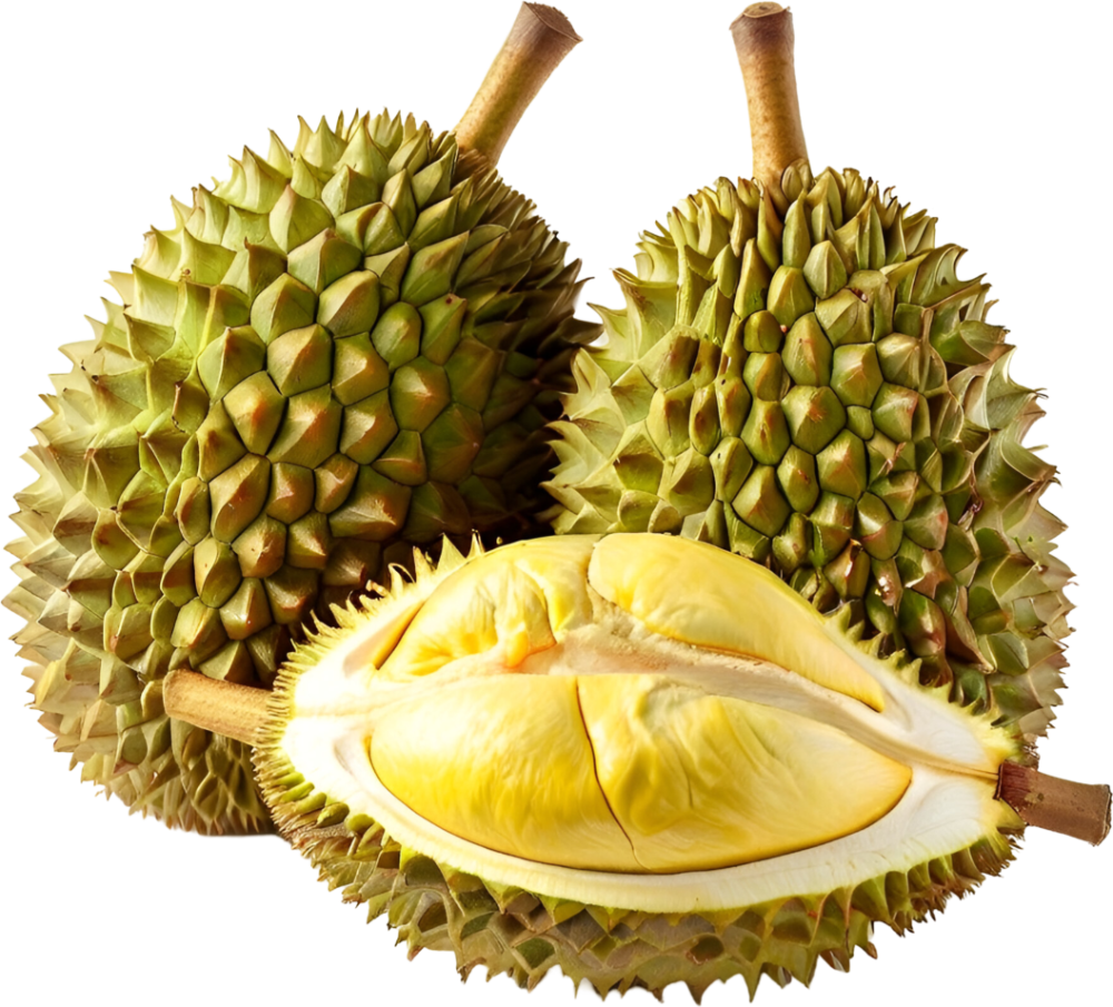 Sầu riêng, trái cây 1
