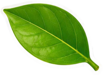 Lá cây, lá xanh 6