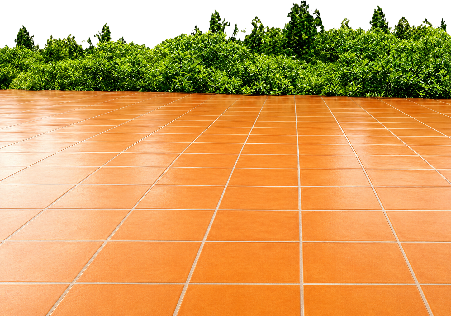 Sân, bụi cây